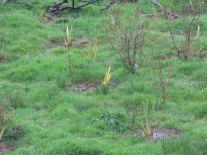 Plantations de Flax sur des zones humides